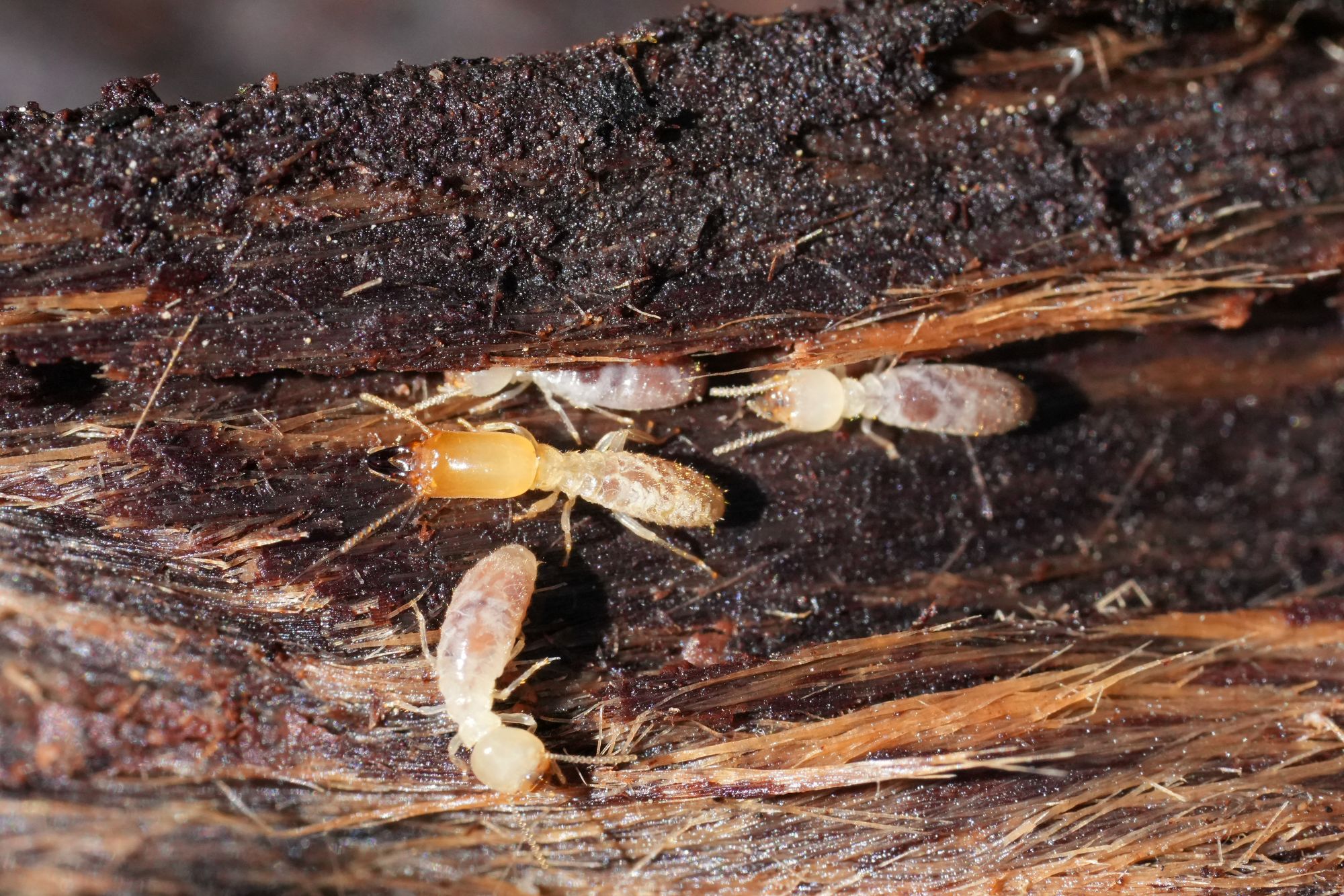 Several pale worker termites and a soldier termite with a prominent orange head and dark mandibles crawl within a groove of dark, decaying wood.