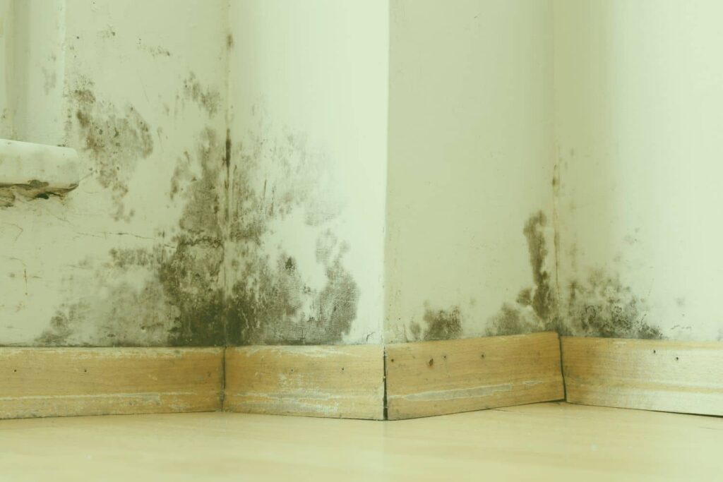 what does black mold look like