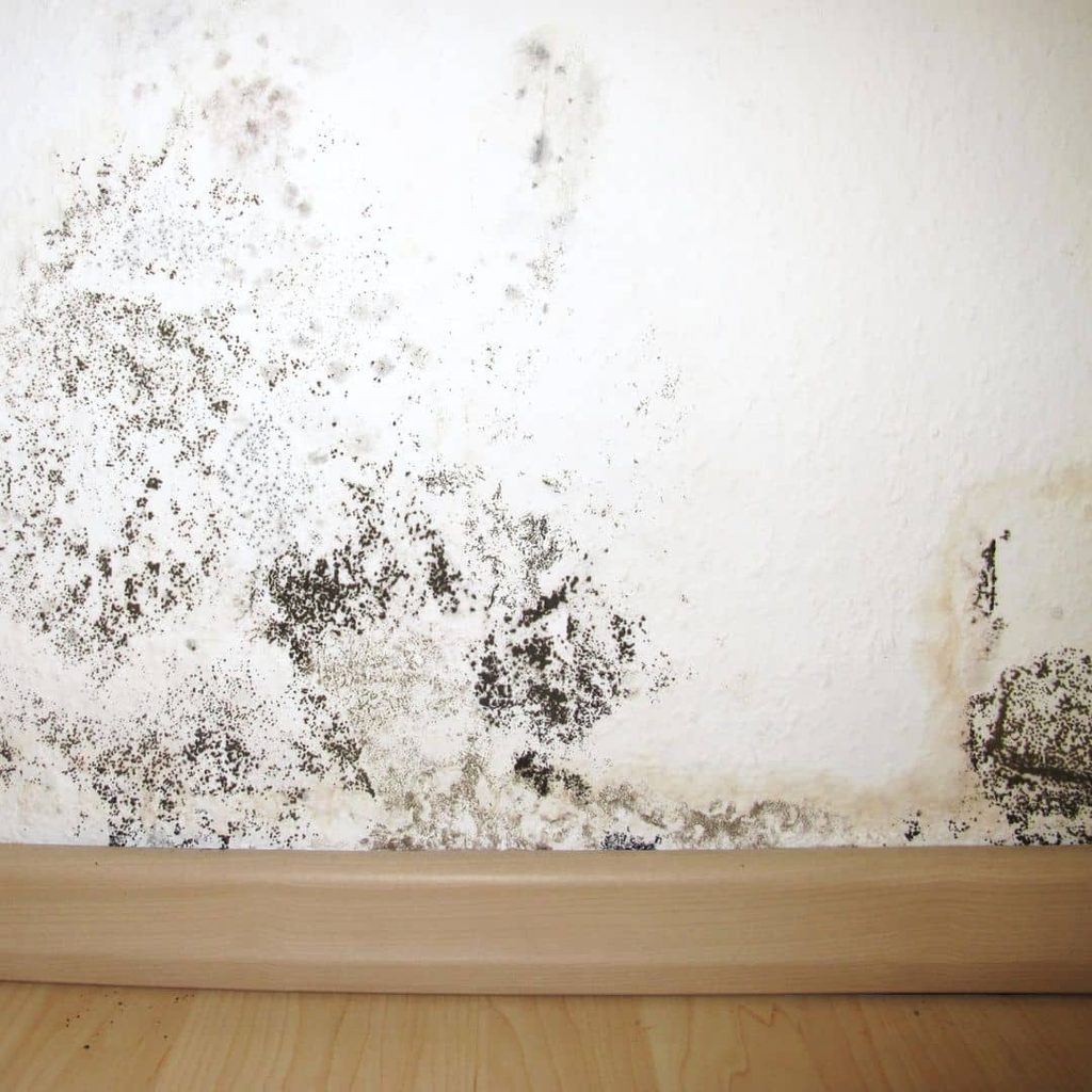 Black mold spreading across a white wall above a wood baseboard, showing dark speckled patches typical of what black mold looks like