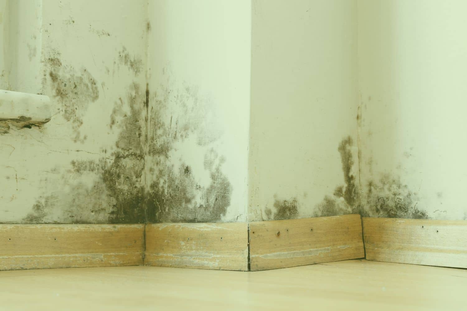 what does black mold look like