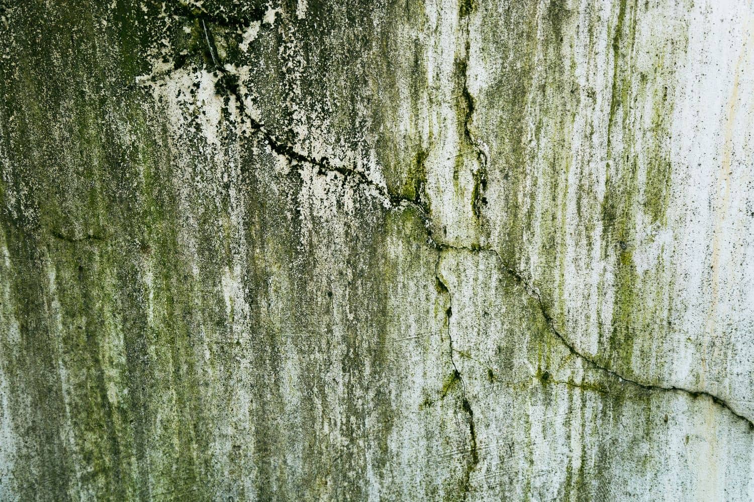 Green and black mold streaking down a cracked, damp concrete wall, showing the difference between mildew and mold growth
